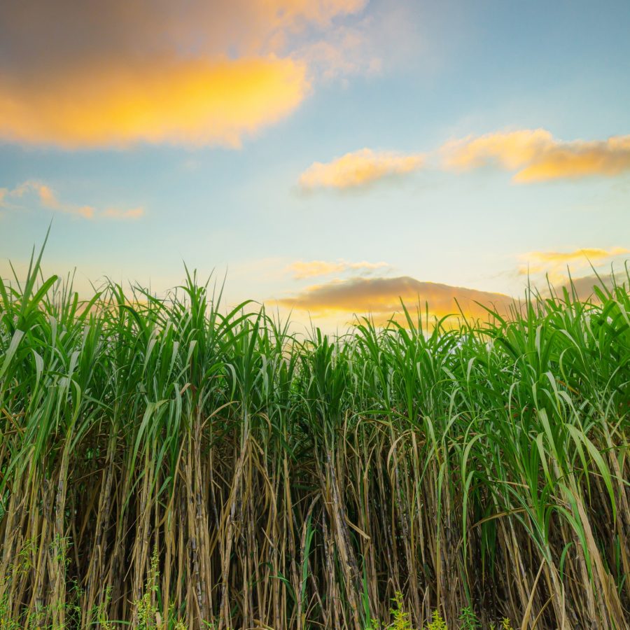 Sugarcane farm industry,Agriculture sugarcane field farm with blue sky in sunny day background and copy space, Thailand. Sugar cane plant tree in countryside for food industry or renewable bioenergy power.